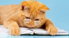 6 Zábavných kníh o dobrodružstvách mačiek: je zaručená dobrá nálada