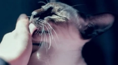 7 Nezreteľné príčiny, prečo mačka vytrvalo olizuje ruku