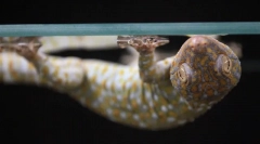 7 Neuveriteľné zvieracie schopnosti