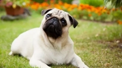 8 Plemien psov, ktoré sa rýchlo stávajú fatálne