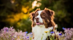 8 Plemien psov, ktoré ľahko prenášajú teplo