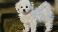 8 Plemien psov, ktoré nedodávajú nepríjemnosti ani v malom byte