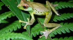 9 Nové typy zvierat nájdené v oblasti väčšej mekongu