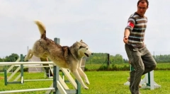 Adjiliti pre psov: hra, pre ktorú je cena