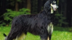 Afganský borzaya (foto): skutočný dlhotrvajúci aristokrat