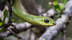 Africké boomslang