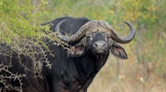 Africký býk
