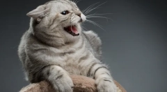 Mačka aggression: príčiny vzhľadu, príznakov a riešenie problému