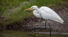 Austo-tvarovaný. Oddelenie vtákov