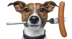 Akana food pre psov: recenzie a podrobné zloženie nutričných zmesí holisttickej triedy