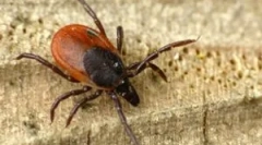 Akaricídne prípravky a postup spracovania z kliešťov