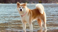 Akita v