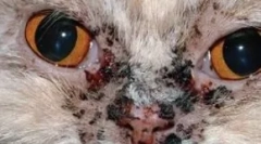 Akné u mačiek: identifikácia, diagnostika a liečba