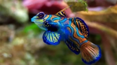 Akvárium ryby (fotografie a titul): vyberte si domáce zviera