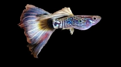 Aquarium fish guppi (foto): postriekajú svetlé farby v zelených hustých rias