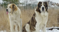 Alabai (stred asian shepherd)