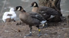 Aleutian canadian kazarka