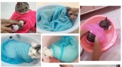 Aliexpress.com - výber zaujímavých produktov pre psov a mačiek