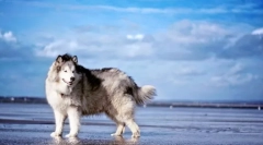 Alaskan malamut (foto): impozantný pes pre aktívne rodiny