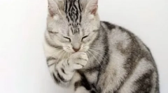 Alergie na mačky: ako sa prejavuje a liečení