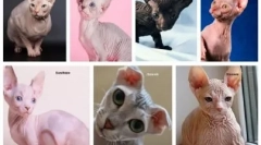 Alergia na plešaté mačky: prečo sa objaví a ako liečiť