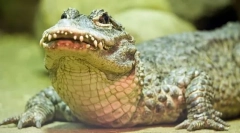 Alligator čínština