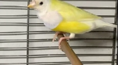 Amadins starostlivosť a údržba doma