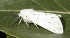 Americká biela motýľ