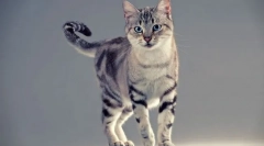 American shorthair cat (foto): machálna long-piver