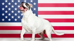 Americké plemená psov