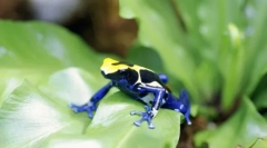 Amfibičky. Budovanie a charakteristiky