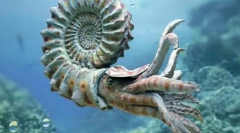Ammoniti