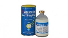 Amoxicilín pre mačky: svedectvo, recepcia a ďalšie dôležité body