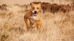 Amstaff (foto): jemný pet a verný obranca