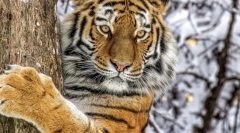 Amur tiger (ussuriy tiger)