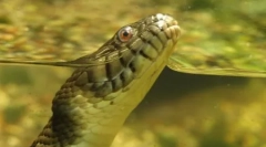 Anaconda - najväčší had modernosti