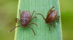 Krvný test pre boreliózu a encefalitídu