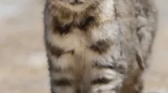 Anda cat - juhoamerická lemovaná predátor