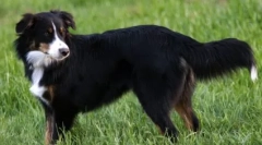 Anglický pastier: verný priateľ a spoľahlivý obranca