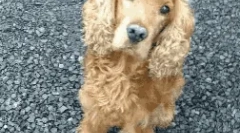 Britské plemená psov