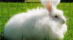 Angora rabbit: najzaujímavejšie fakty