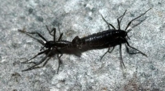 Antarktída komar-bell