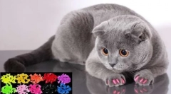 Antikoralky pre mačky: veterinárske recenzie o výhodách a nebezpečenstvách mäkkých kučery