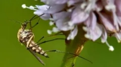 Anti mosquito lampy z komárov