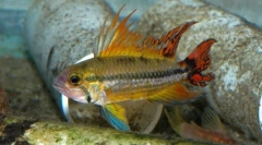 Apistogramue (apistogramma)