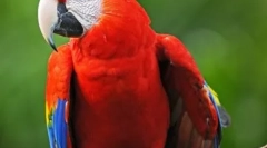 Ara dancer: video, kde parrot tancuje na posteli