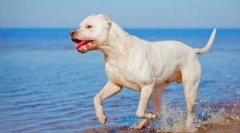 Argentínsky pes (foto): pekný, odvážny lovec a obranca