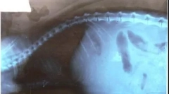 Ascites v mačkách: aký je problém s