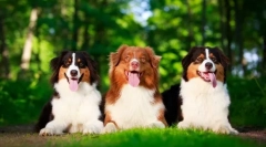 Austrálsky ovčiak (foto): krása, myseľ a oddanosť