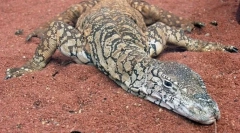 Austrálsky giant garn